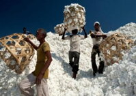 Ekologie: Pěstování běžné bavlny a její dopad na přírodu